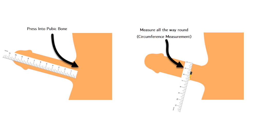 measure penis size correctly
